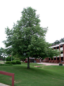 Picture of an American Basswood tree 