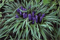 Picture of Lilyturf (or Liriope) clump with deep purple hyacinth-like flowers.