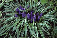 Picture of Lilyturf (or Liriope) clump with deep purple hyacinth-like flowers.