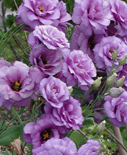 Picture of a Lisianthus