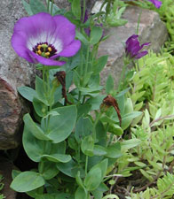 Picture of a Lisianthus