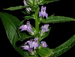 Picture of the Great Blue Lobelia