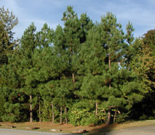 Picture of loblolly pine trees