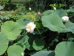 Picture of a lotus plant with flowers