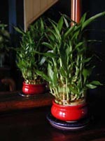 Picture of a Lucky Bamboo plants.
