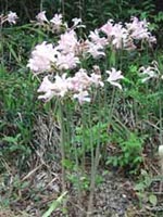 Picture of Surprise Lillies (or Magic Lilies, or Naked Ladies) with tall stems and light pink flowers clustered at top of stems.