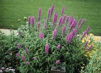 Picture of Morden Pink Loosestrife with purple flower spikes.