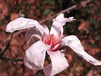Picture of a magnolia flower.