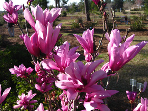 Picture of 'Little Girl' Magnolias flowers.