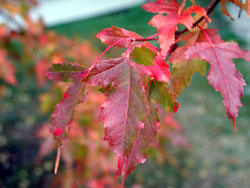 Picture of an Amur Maple Leaves