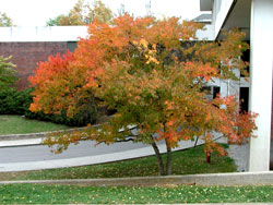 Picture of an Amur Maple Tree
