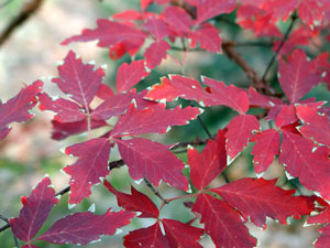 Picture of a paperbark maple.