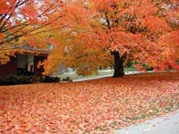 Picture of Sugar Maple tree in bright orange fall color with ground covered with orange leaves.