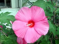 Picture of Marsh (or Rose) Mallow dinner plate sized flower - wide pink petals with red center.