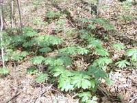 Picture of Mayapple colony of leaves on woodland floor.
