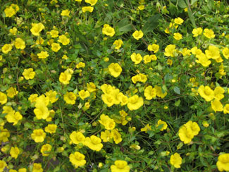 Picture of Magic Carpet Yellow Mecardonia