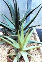 Picture of two potted Medicine Plants, also known as Burn Plants and Aloe Vera.