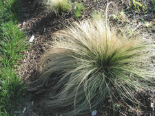 Picture of Feather Grass