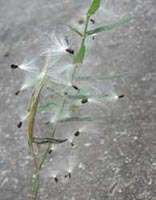 Picture of a milkweed fibers.