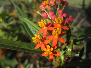 Picture of Scarlet Milkweed