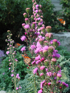 Picture of monarch butterflies