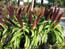 Picture of ornamental millet