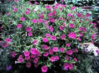 Picture of Million Bells with small purple flowers.