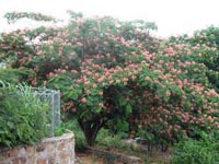 Picture of a mimosa tree covered in pink flowers.