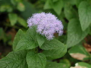 Picture of a mist flower