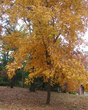 Mockernut Tree Displaying Fall Colors in Arkansas