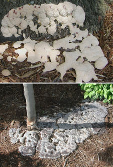 white creamy looking substance around tree trunk