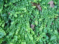 Picture of Moneywort showing bright green penny-sized leaves on trailing stems.