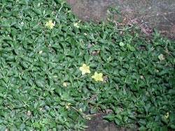 Picture of a Dwarf Moneywort.