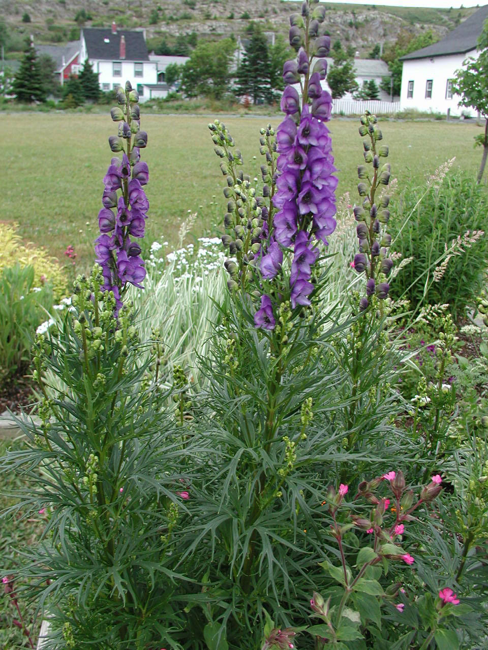 Aconitum napellus 