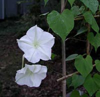 White moonflower blooming at night
