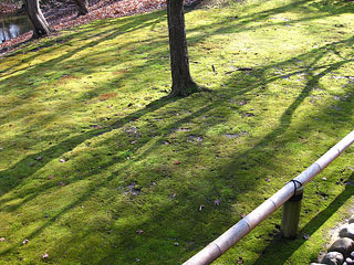 Picture of Moss on a lawn.