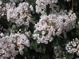 Picture of mountain laurel flowers.