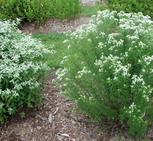 Picture of Pycnanthemum albescens on the left and P. incanum on the right - Mountain Mint plant.