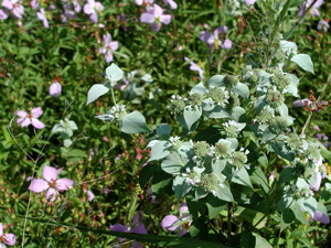 Picture of a Pycanthemum muticum - Mountain Mint plant.