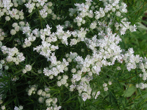 Picture of a Pycnanthemum tenuifolium - Mountain Mint plant.