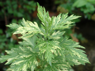 Picture of an Oriental Limelight Mugwort plant.