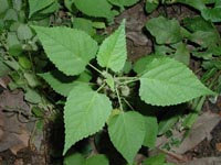 Picture of a mulberry weed plant.