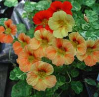 Picture of an Alaskan Nasturtium