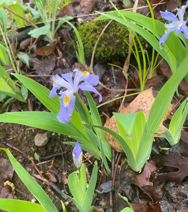 Picture of Crested Iris plants with whitish-purple star-shaped flowers. 