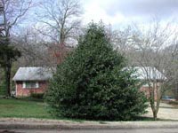 Picture of Nellie R. Stevens Holly shrub in conical form.