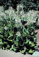 Picture of Ornamental Tobacco plant with large bold leaves reach 5 feet tall and masses of trumpet shaped tubular snow white flowers 3 inches long in drooping panicles at the top of the plant.