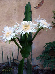 Picture of a Night Blooming Cereus bloom.