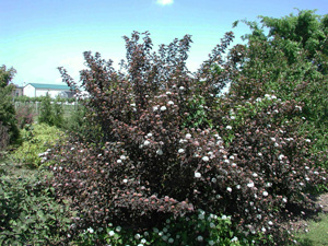 Picture of a Ninebark bush.