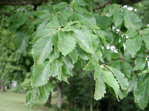 Picture of Chinquapin oak 