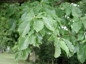 Picture of Chinquapin oak